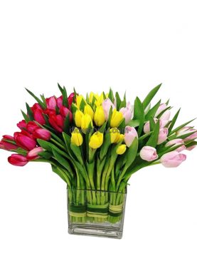Soft Trio Tender Tulips
