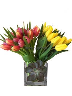 Dual Love - Tulips Wraps