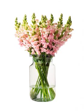Powder Pink Snapdragon Bouquet